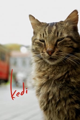 دانلود فیلم Kedi 2016 (گربه)