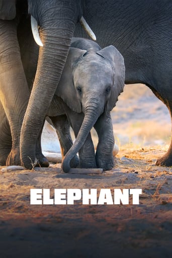 دانلود فیلم Elephant 2020 (فیل)